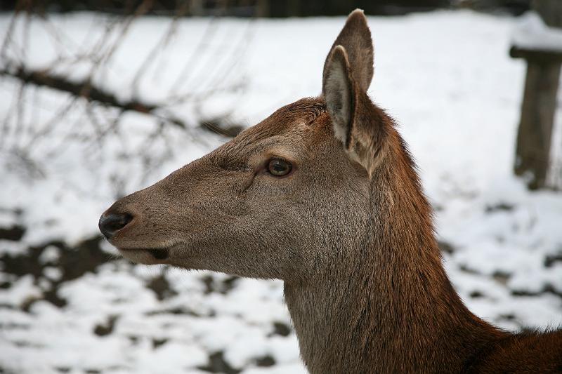 Bayerwald Tierpark_23.jpg